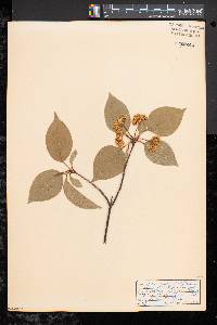 Viburnum lentago image