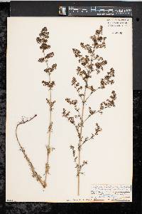 Galium verum image