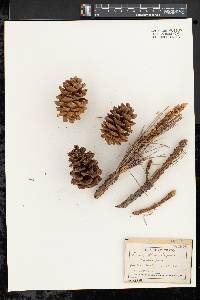 Pinus flexilis image