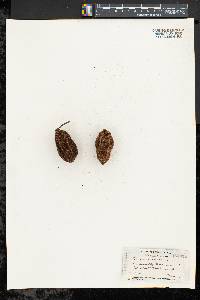 Juglans cinerea image