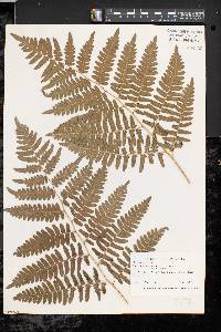 Pteridium aquilinum var. latiusculum image