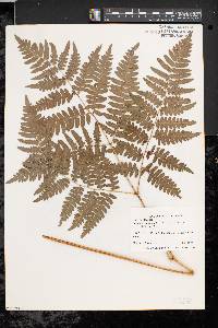 Pteridium aquilinum var. latiusculum image