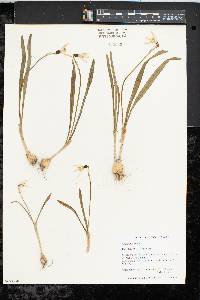 Galanthus nivalis image