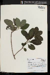 Viburnum cassinoides image