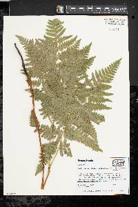 Pteridium aquilinum var. latiusculum image