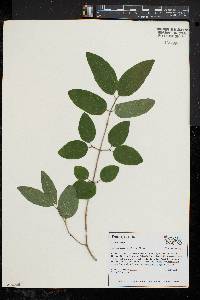 Lonicera canadensis image