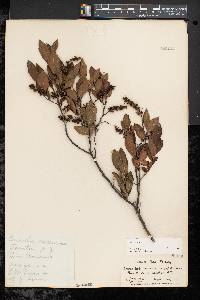 Leucothoe racemosa image