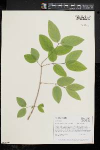 Lonicera canadensis image