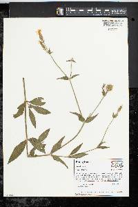 Silene latifolia image