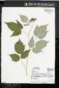 Rubus occidentalis image