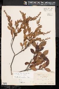 Leucothoe racemosa image