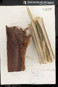 Sabal bermudana image