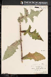 Lactuca biennis image