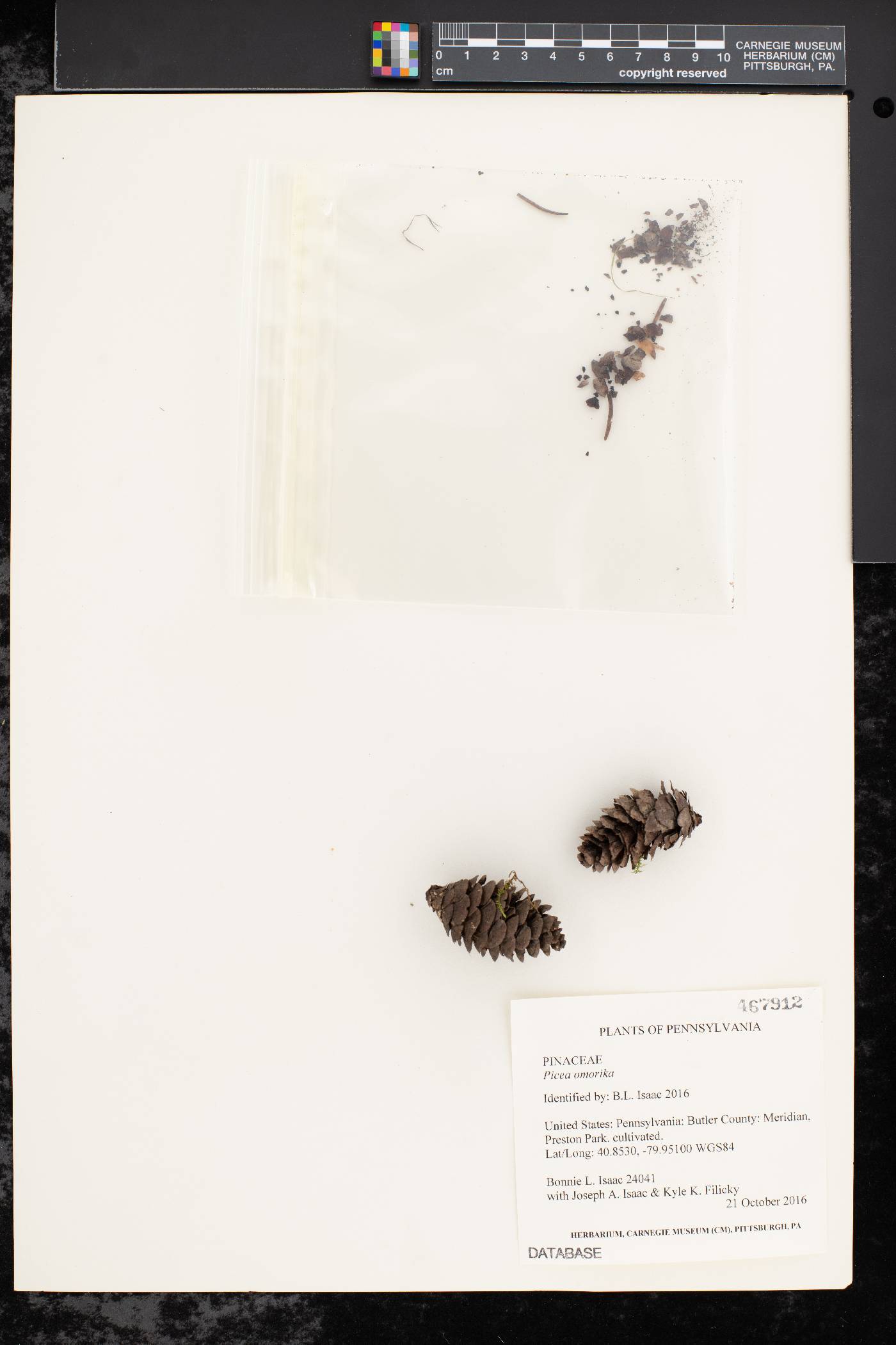 Picea omorika image