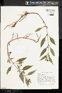 Bidens connata image