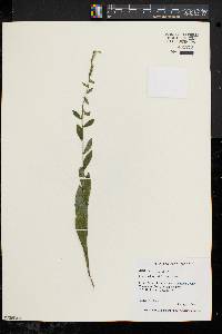 Solidago bicolor image