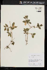 Lonicera canadensis image