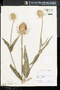 Dipsacus fullonum image