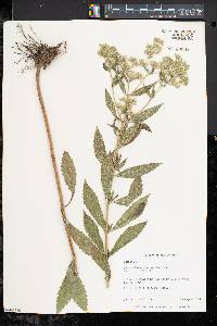 Eupatorium altissimum image