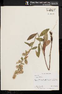 Solidago bicolor image