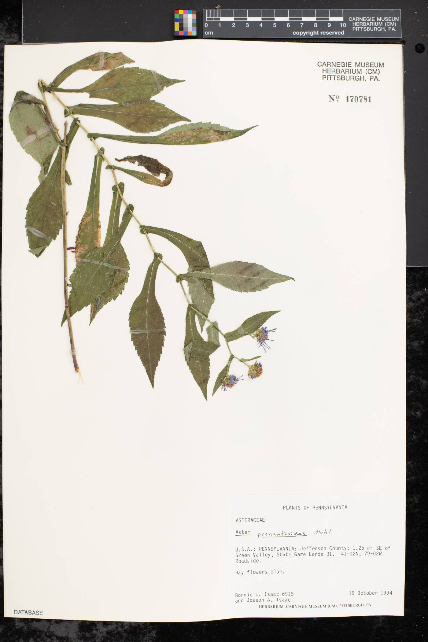 Symphyotrichum prenanthoides image