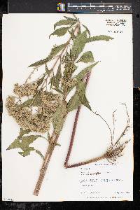 Eupatorium altissimum image