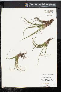 Isoëtes echinospora image