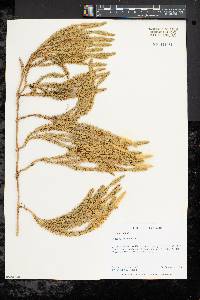 Lycopodium annotinum image