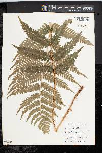 Dryopteris celsa image