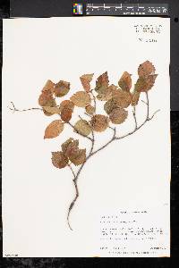 Viburnum rafinesqueanum image