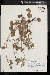 Pelargonium fragrans image