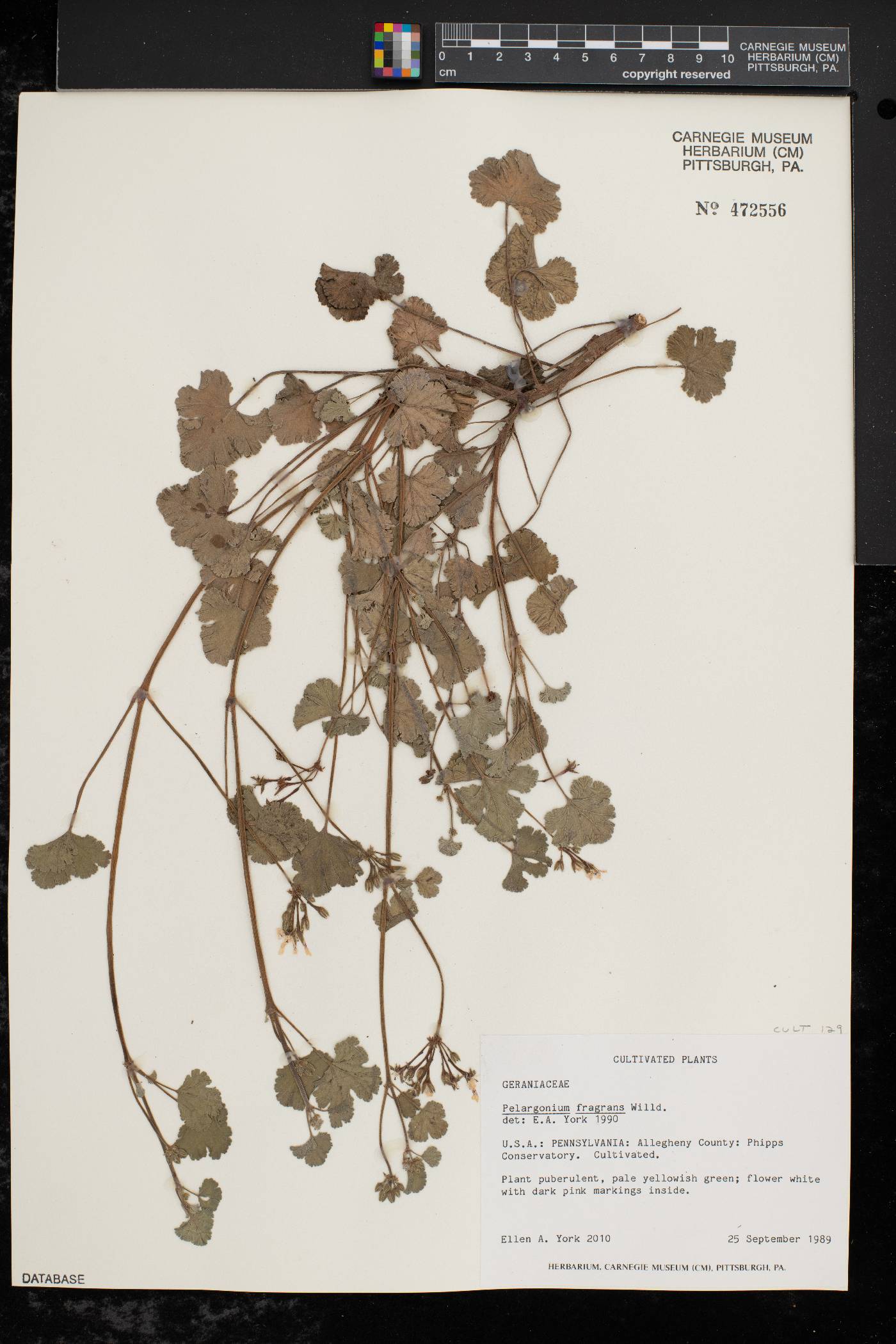 Pelargonium fragrans image