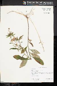 Aster acuminatus image