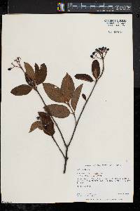 Viburnum cassinoides image