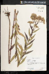 Eupatorium altissimum image