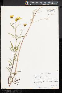 Bidens trichosperma image