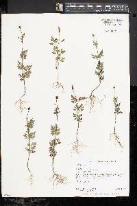 Bidens bipinnata image