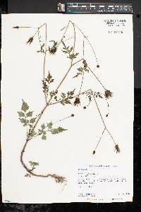 Bidens bipinnata image