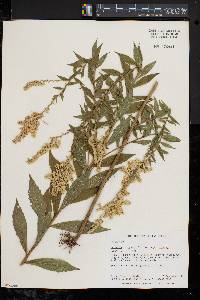 Solidago rugosa subsp. rugosa image