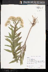 Eupatorium altissimum image