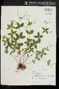 Galium circaezans image