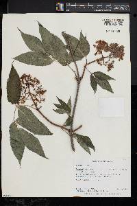 Sambucus racemosa subsp. racemosa image