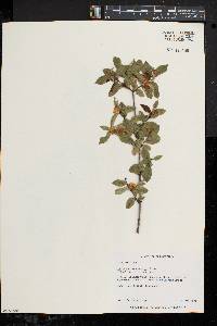 Lonicera morrowii image