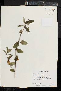 Lonicera morrowii image