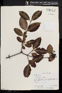 Viburnum cassinoides image