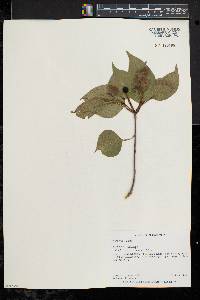 Viburnum lentago image