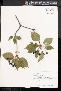 Viburnum lentago image