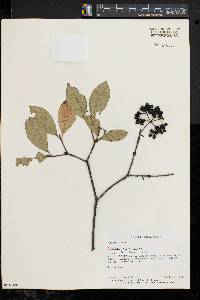 Viburnum cassinoides image