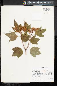 Viburnum trilobum image