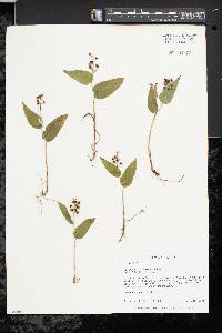 Maianthemum canadense image